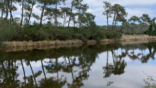 Les forêts sont soumises à des problèmes sanitaires dont l’intensité et la fréquence est augmentée avec les échanges internationaux et le changement climatique. ©L. Hespel Les forêts sont soumises à des problèmes sanitaires dont l’intensité et la fréquence est augmentée avec les échanges internationaux et le changement climatique. ©L. Hespel